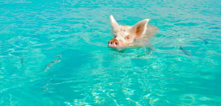 pig swimming photo